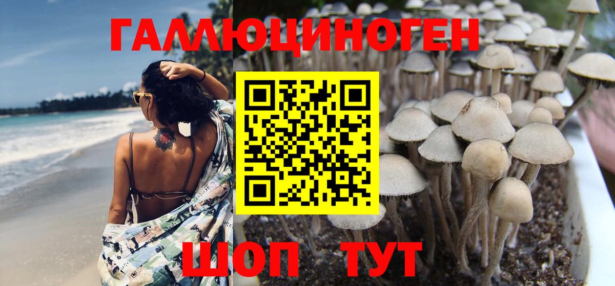 где можно купить наркотик  Вход с VPN  Грязи  Галлюциногенные грибы Psilocybe 